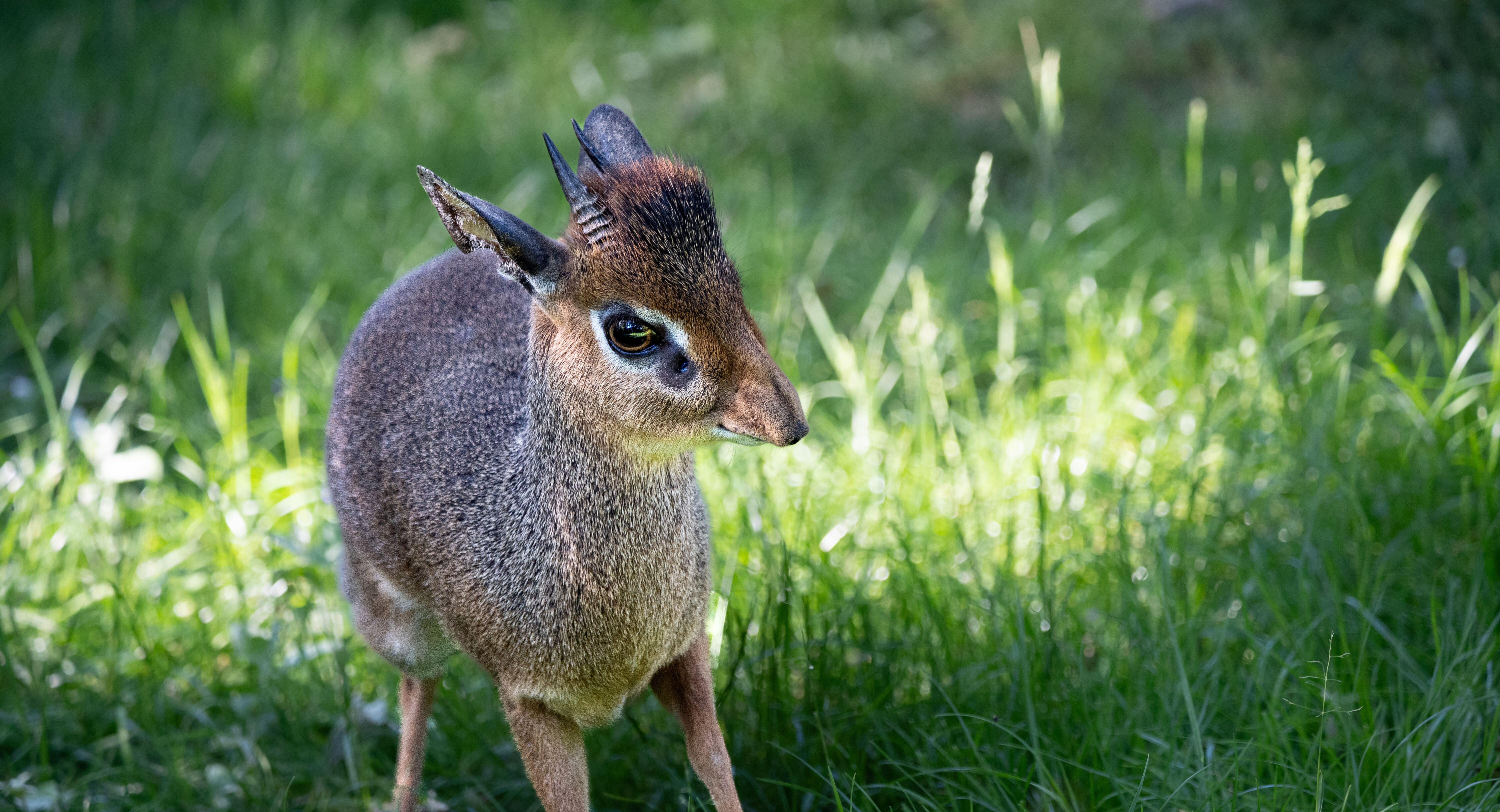 Kirkdikdik