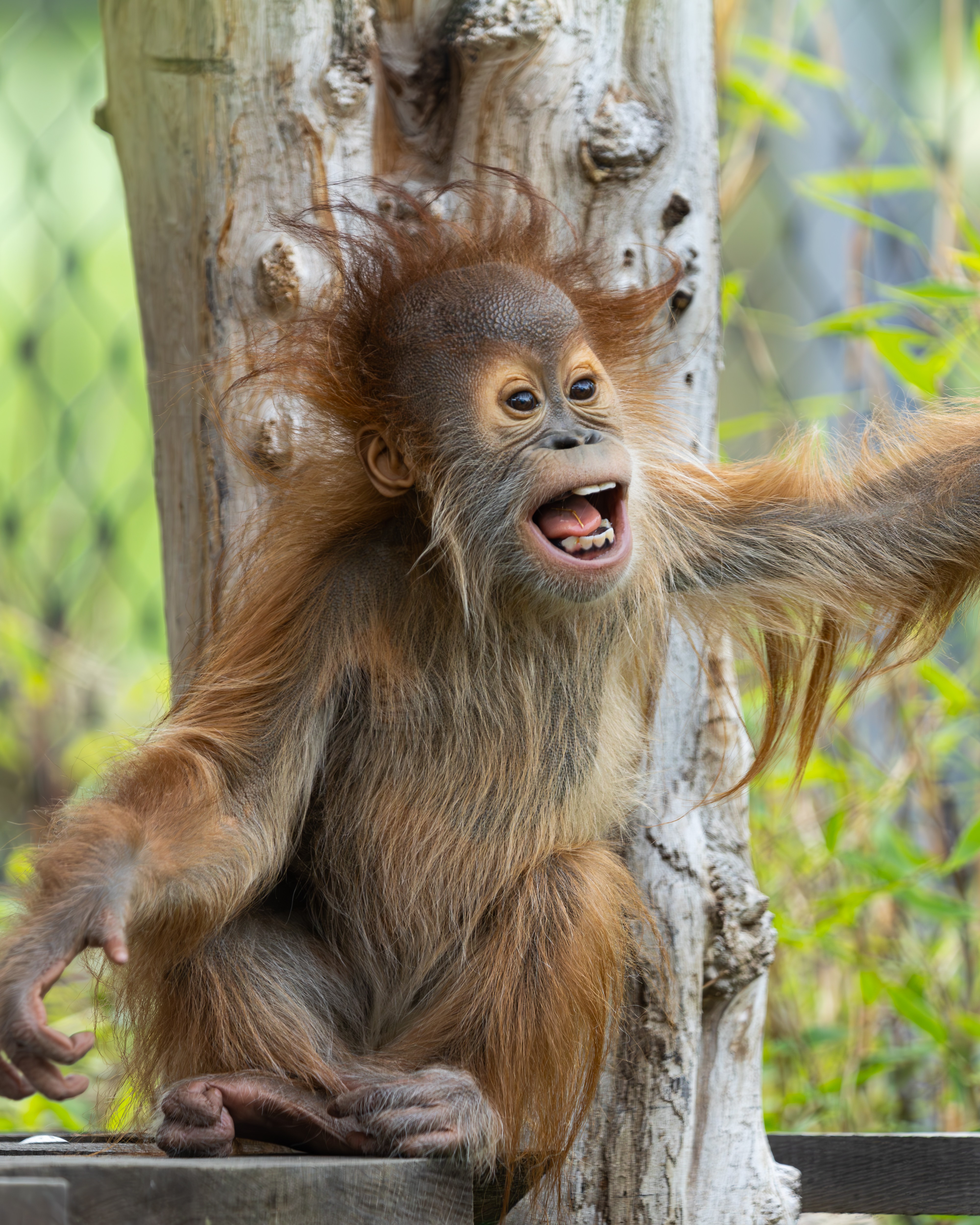 Orang-Utan