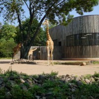 Giraffenaußenanlage