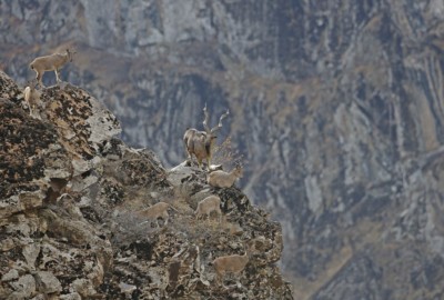 Berghuftiere in Zentralasien auf einem Fels