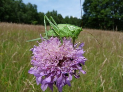 Grashüpfer