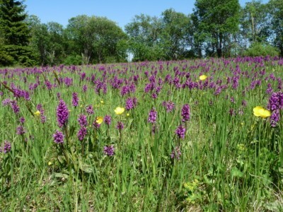 Broad-leaved marsh orchids in the meadow at Galgenteich pond