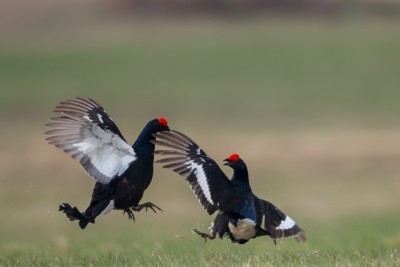 Birkhühner
