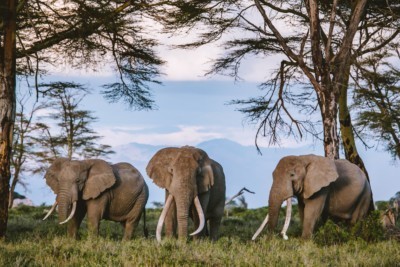 Elefanten in Afrika
