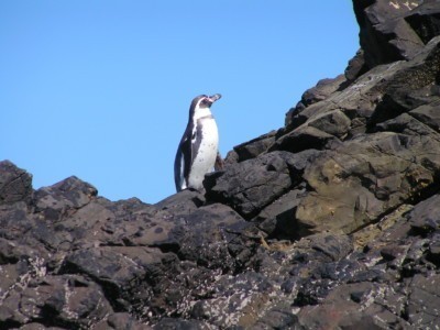 Humboldtpinguin im Freiland