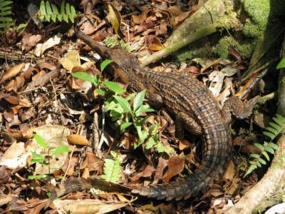 Junger Sunda Gavial im Freiland