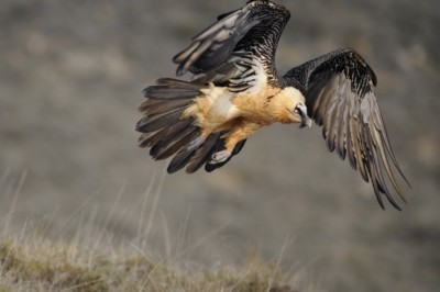 Fliegender Bartgeier im Freiland