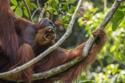 Win Gayo the orangutan is now back in the rainforest in Sumatra