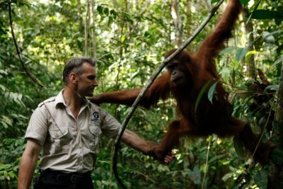 Junger Orang-Utan in der "Dschungelschule"
