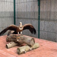 Gänsegeier aus dem Zoo Dresden in Quarantänevoliere auf Sardinien