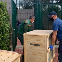 Die Geier werden in die Quarantänevoliere getragen