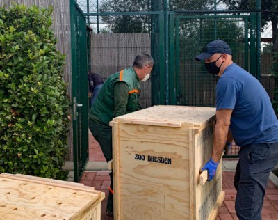 Die Geier werden in die Quarant&auml;nevoliere getragen