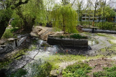 Construction preparations for the walk-in flamingo aviary
