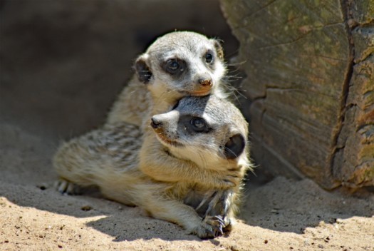 Erdmännchen im Zoo Dresden