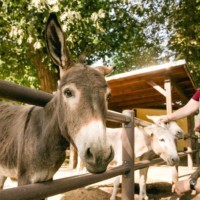 Familie an der Eselanlage