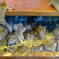 Hausmäuse im Streichelgehege