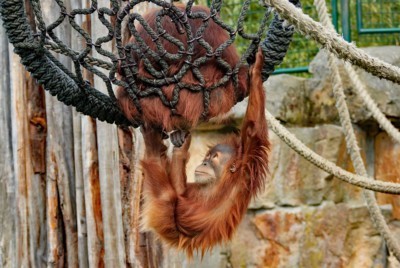 Anlass-Spenden Orang-Utan Dodi