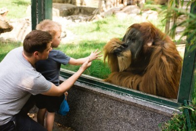 Besucher stehen vor der alten Außenanlage und sehen Orang-Utan Männchen Toni.