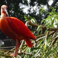 Roter Sichler