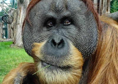 Sumatran orangutan