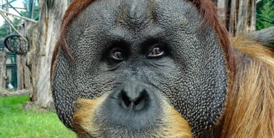 Orang-Utan Toni