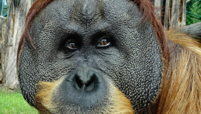 Orang-Utan Toni