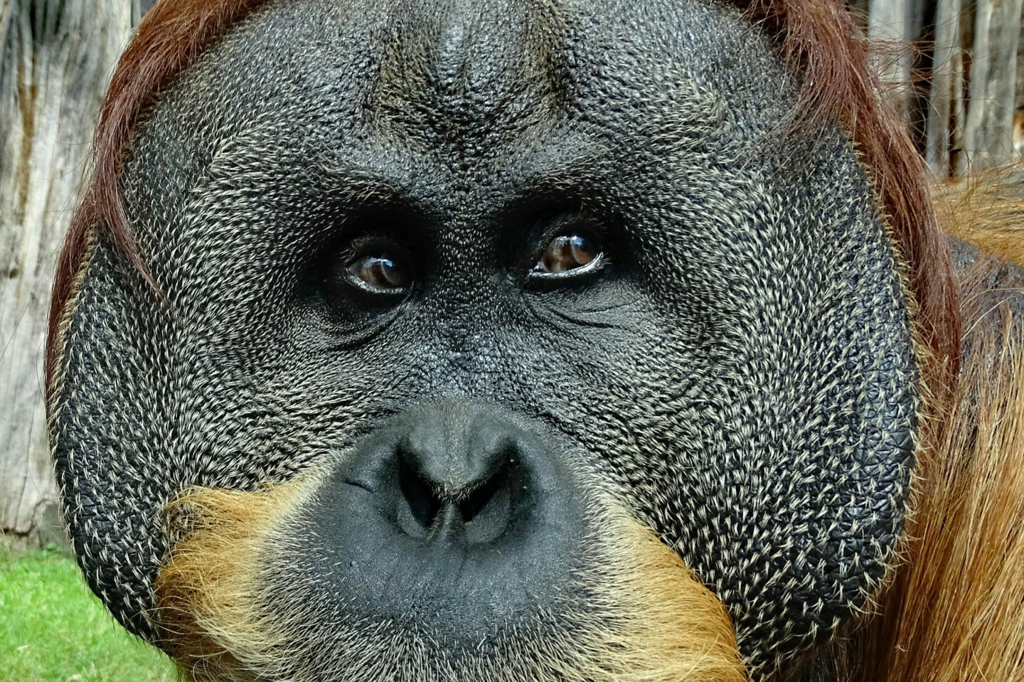 Sumatra-Orang-Utan - Zoo Dresden