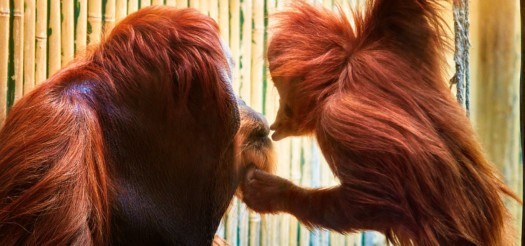 Orangutans Toni and Dalai.