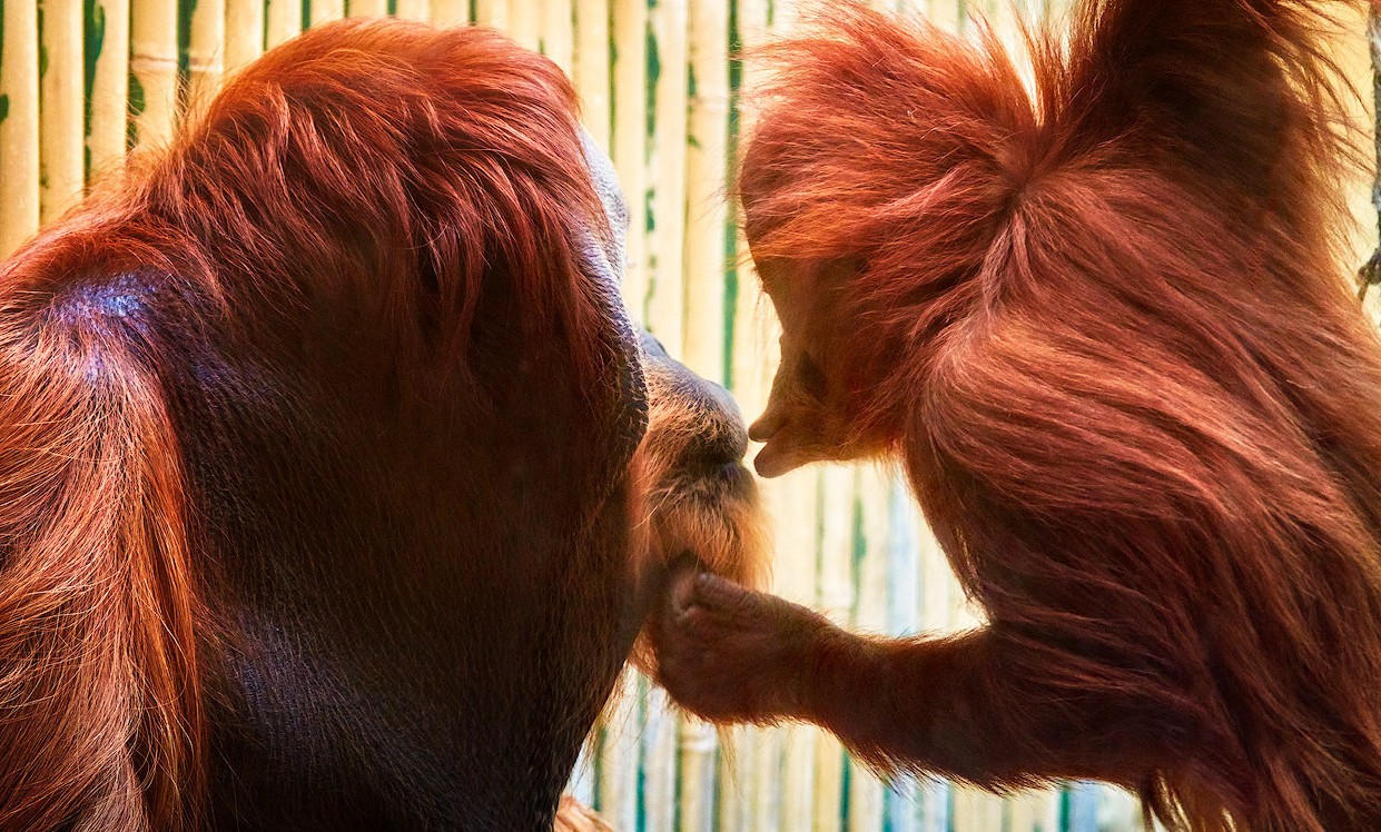 Orangutans Toni and Dalai.