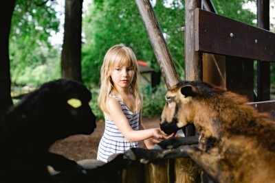 Child feeding cameroon sheeps
