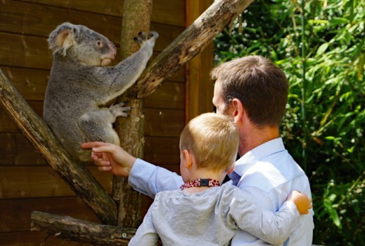 Tierpate vor der Koala-Anlage