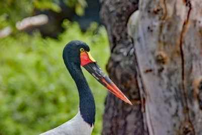 Saddle-billed stork