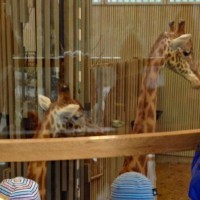 Zooschulgruppe bei den Giraffen