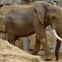 Afrikanischer Elefant auf Außenanlage
