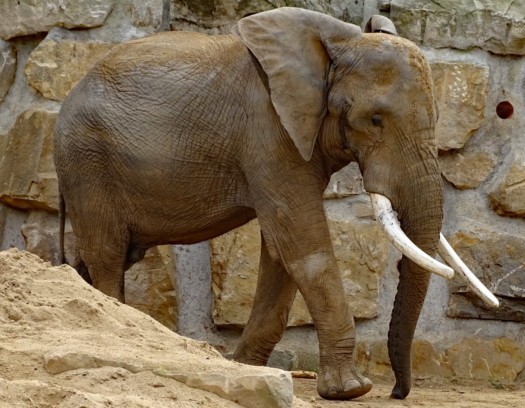 Afrikanischer Elefant auf Außenanlage