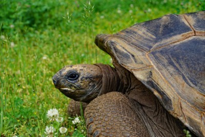 Aldabra giant tortoise (Photo: Zoo Dresden (Winfried Gensch)) Aldabra giant tortoise