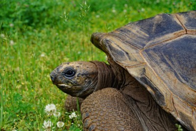 Aldabra giant tortoise