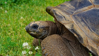 Aldabra-Riesenschildkröte (Foto: Zoo Dresden (Winfried Gensch)) Aldabra-Riesenschildkröte