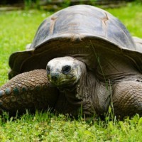 Aldaba-Riesenschildkröte Hugo Zwei auf der Außenanlage