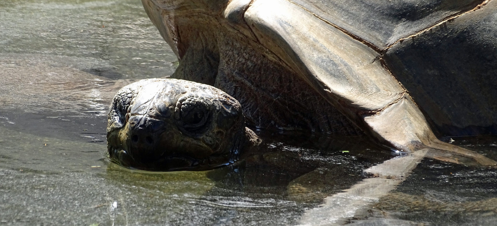 Riesenschildkröte im Wasser