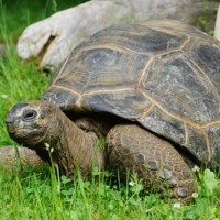 Aldabra giant tortoise