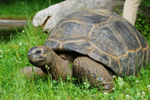 Aldabra giant tortoise