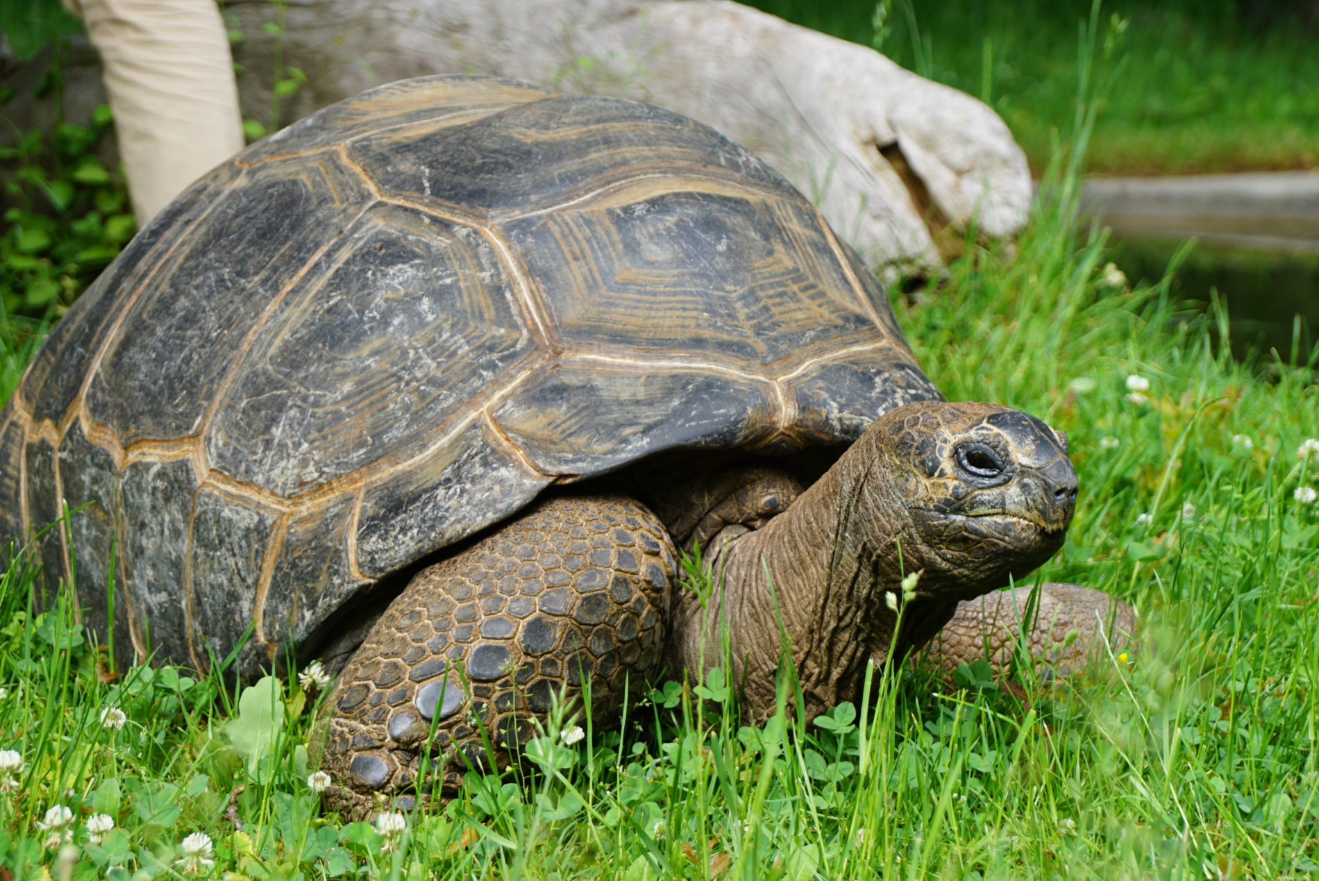 Aldabra-Riesenschildkröte - Zoo Dresden