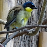 Blue-crowned Laughingthrush