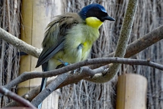 Blue-crowned Laughingthrush
