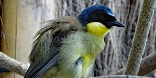 Blaukappenhäherling