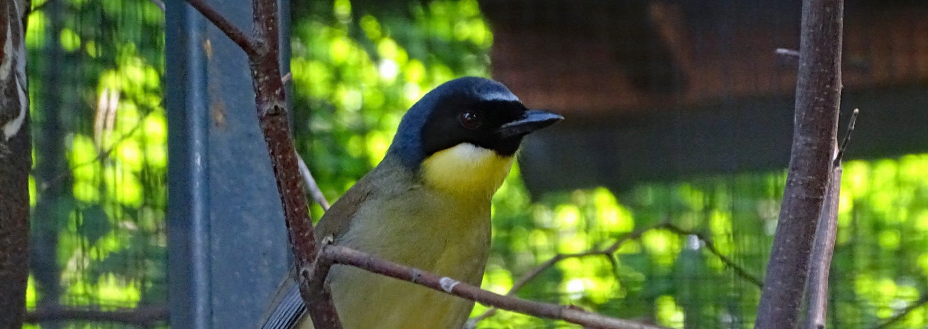 Blaukappenhäherling