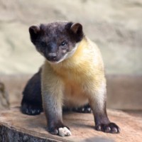 Buntmarder