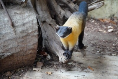 Yellow-throated marten