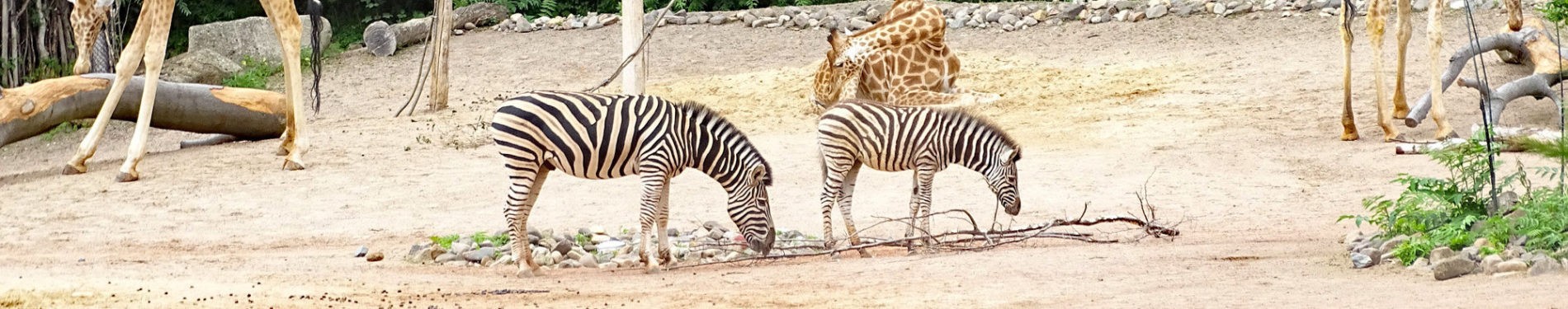 Zebras auf Außenanlage